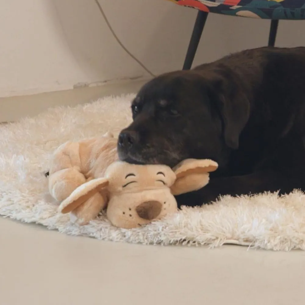 Keine Tierwelt-Huggie Pup das beruhigende Hunde-Kuscheltier mit Herzschlag & Wärmekissen