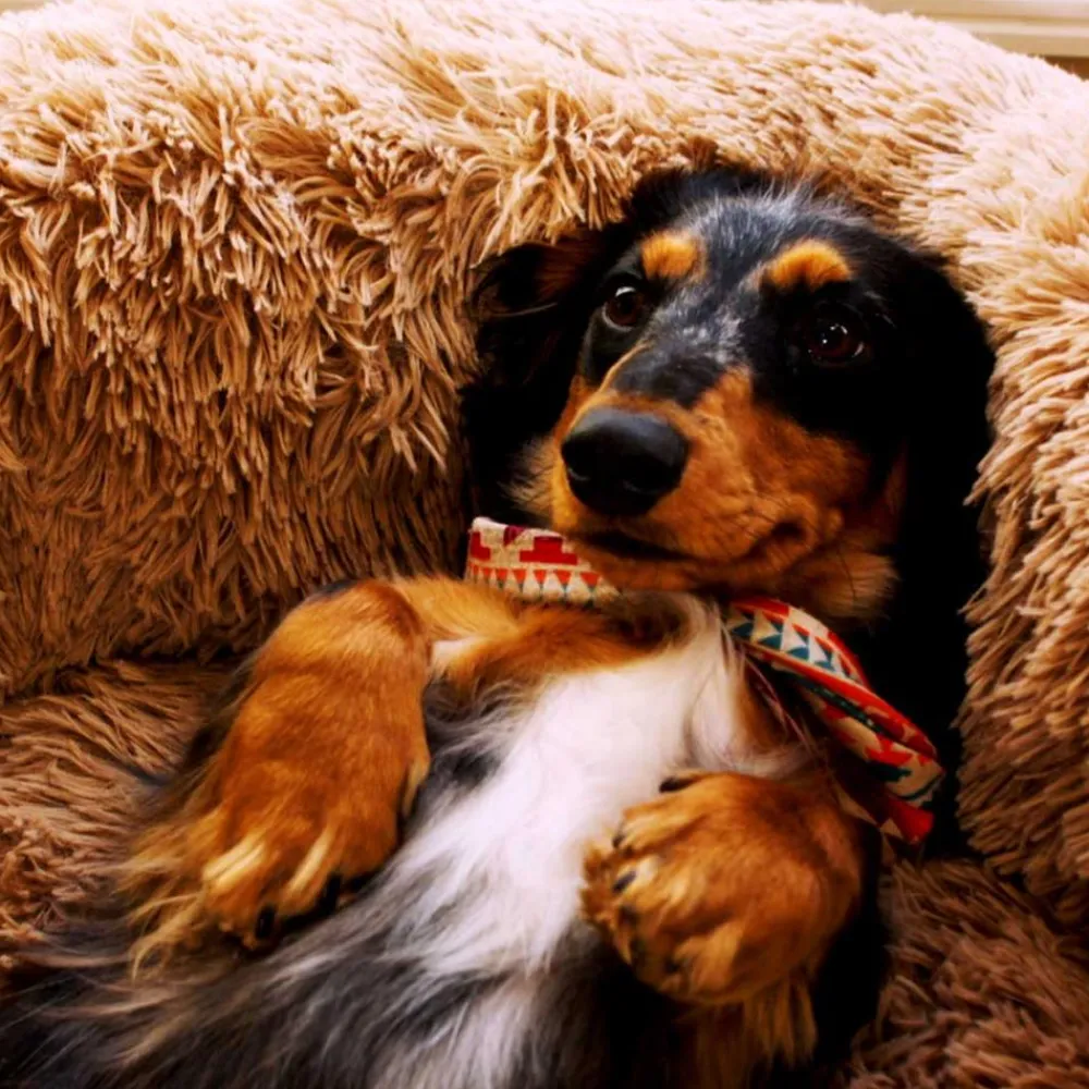 Keine Tierwelt-Peaceful Pooch Katzen- & Hundebett